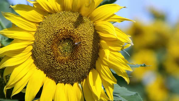 View of sunflower blowing in a lite breeze on a sunny day