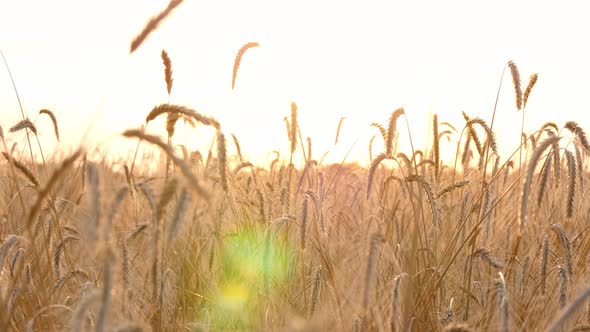 The Sun's Rays Light Through the Ripe Ears of Wheat. Wheat Field at Sunset. Agriculture, Agronomy