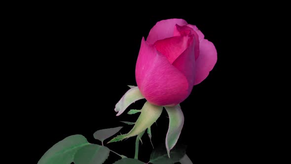 Time Lapse Beautiful Opening Pink Rose on Black Background