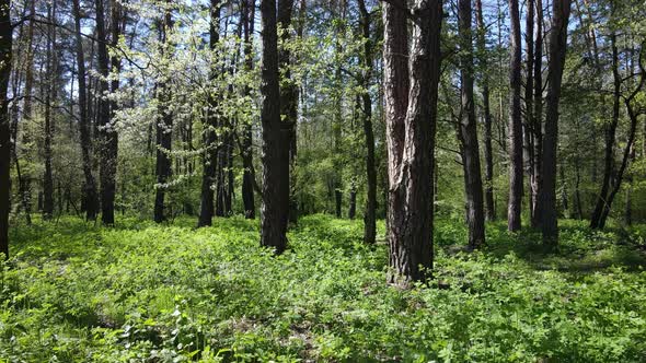 Green Forest During the Day Aerial View