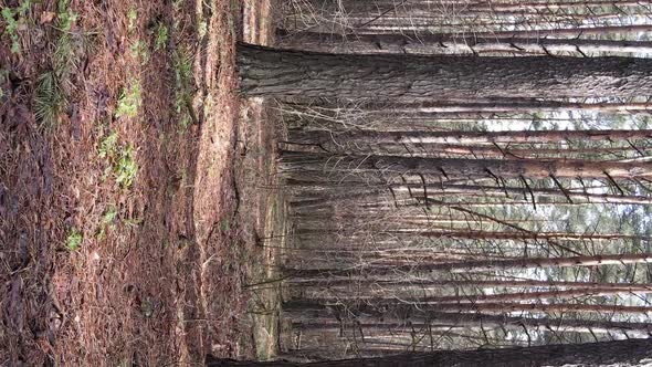 Vertical Video of Trees in a Pine Forest Slow Motion