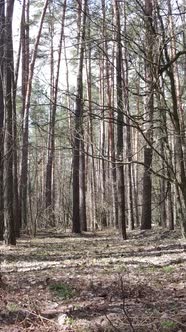 Vertical Video of the Pine Forest in the Afternoon