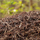 Ant Nest - VideoHive Item for Sale
