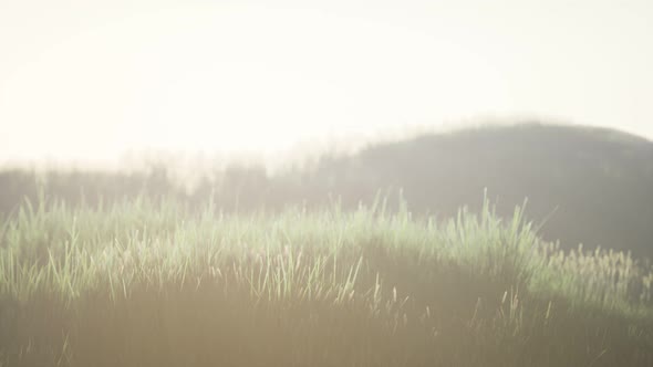 Green Field with Tall Grass in the Early Morning with Fog alt