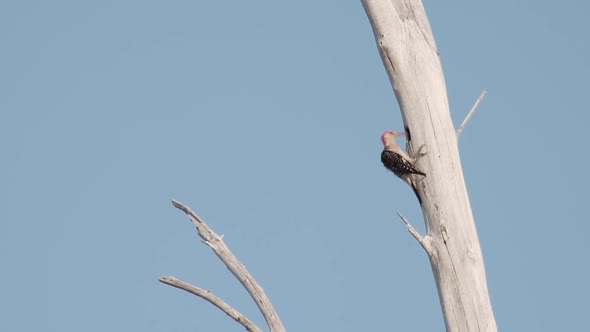 Red bellied woodpecker pecking and climbing tree with blue sky in the background.