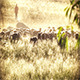 Sheep With Shepherd - VideoHive Item for Sale