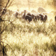 Sheep Stare Down In Field - VideoHive Item for Sale