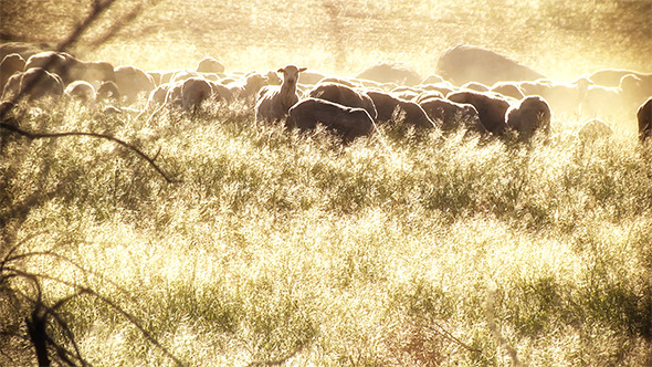 Sheep Stare Down In Field