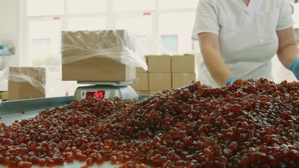 Candy Factory. Factory Worker Packing Candies.