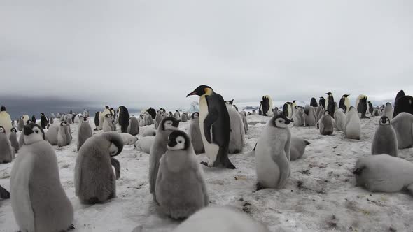 Emperor Penguins with Chiks Close Up in Antarctica