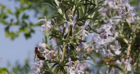 |European Honey Bee, apis mellifera, Bee foraging a Rosemary Flower, Pollination Act, Normandy