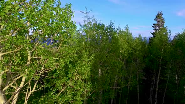 Flying up over the aspen trees to reveal a vast forest in the Wasatch Mountains of Central Utah