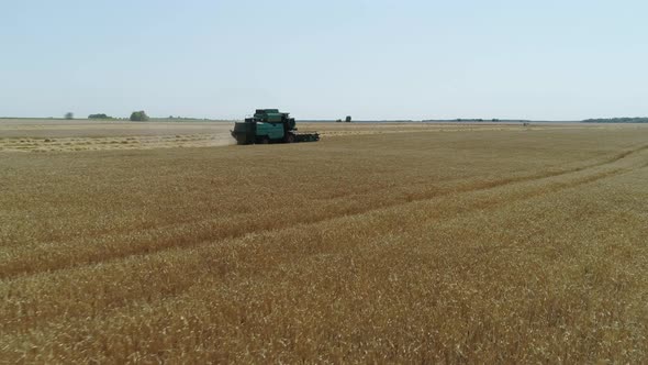 Aerial Drone Footage. Following Combine Harvester Gathers the Wheat. Harvesting Grain Field