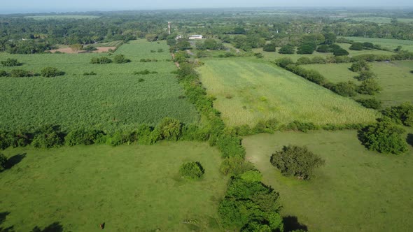 Lush Crop Fields Green Plantations