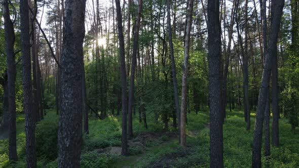 Summer Forest with Pine Trees Slow Motion