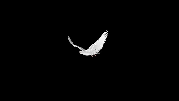 White Dove - 4K Flying Transition - I