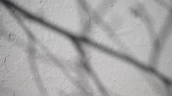 Abstract Shadow of Branch Leaves From Early Morning Sunlight Shining on Interior White Wall Video in