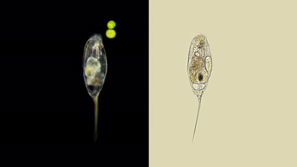 Rotifer Trichocerca Sp. Under a Microscope, Family Trichocercidae , Order Ploima, Planktonic, Lives