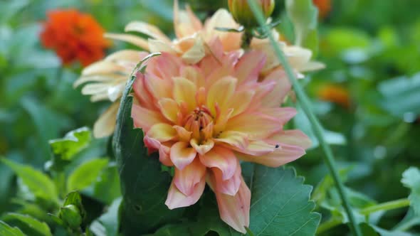 Orange Chrysanthemum With Insects