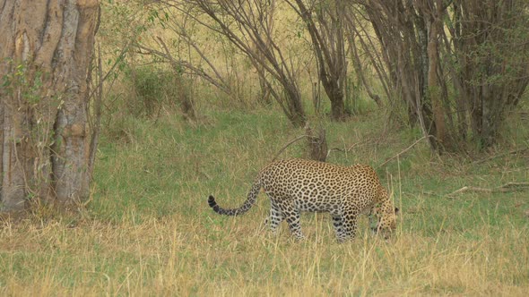 A leopard sniffing
