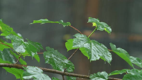 Heavy Raindrops Fall On A Maple Branch Hitting Its Leaves