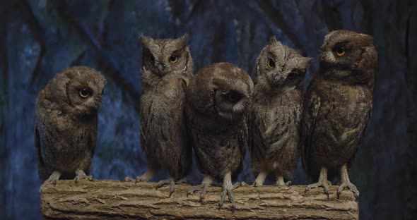 Cute Baby Owls with Big Eyes Are Looking Around From a Tree Branch, 