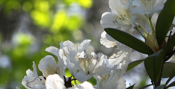 White Flowers - Azalea - Rhododendron - 04