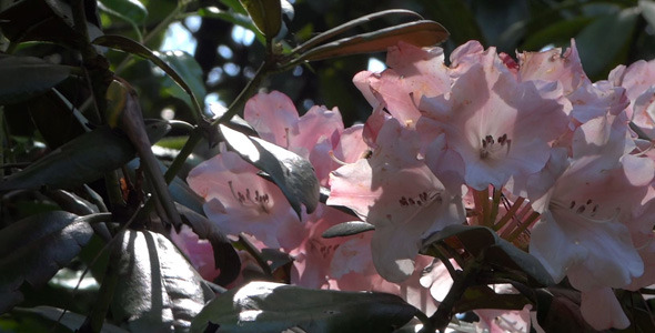Pink Flowers - Azalea - Rhododendron - 12 alt