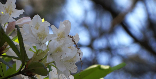 White Flowers - Azalea - Rhododendron - 16