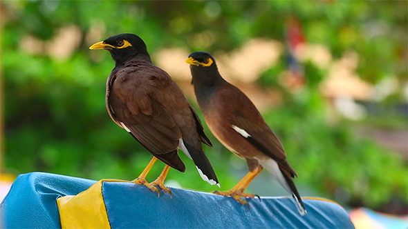 Common Myna