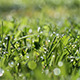 Morning Dew Drops On Green Grass - VideoHive Item for Sale