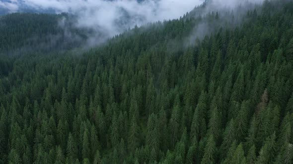 Flying Over The Cloudy Evening Forest 16