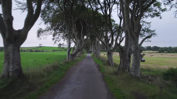 The Dark Hedges in Northern Ireland a Popular Tourist Attraction