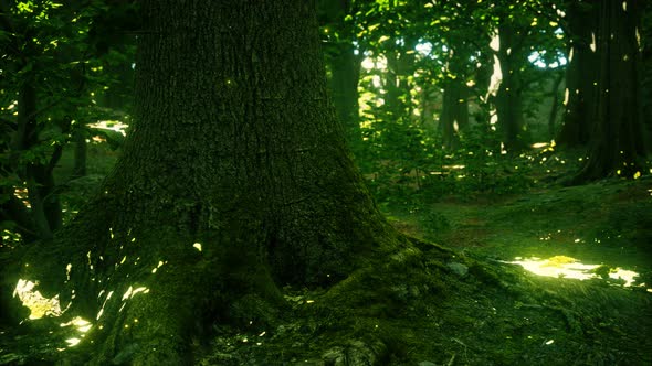 Fantasy Firefly Lights in the Magical Forest