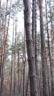 Vertical Video of the Forest Landscape Aerial View Slow Motion