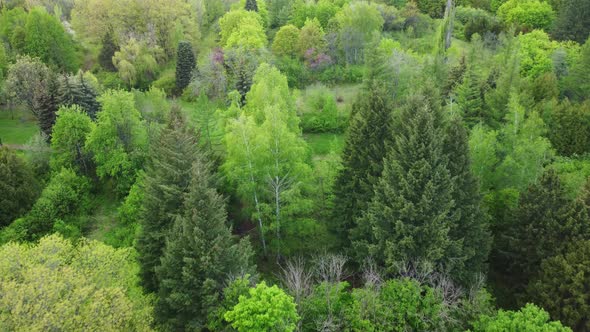 Aerial View of Coniferous Trees on a Green Meadow in the Park