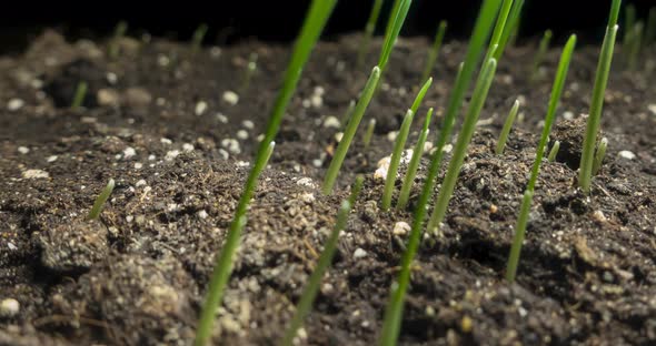 Fresh Grass Growing Macro Timelapse