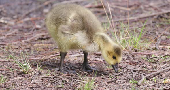 Baby Canada Goose Branta Canadensis or Gosling Searching for Food on the Ground