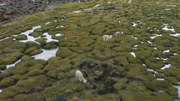 Drone shot of Andes mountains in Peru with Lamas 4K