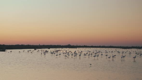 Golden Hour over a lake with Flamingos resting and flying over the water