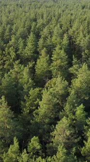 Aerial View of Trees in the Forest