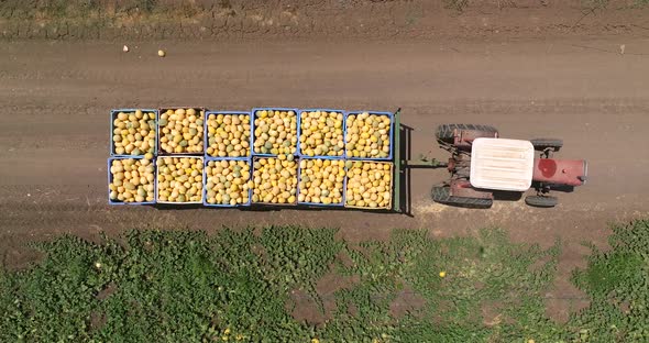 Tractor transporting pallets of Melons across a field.