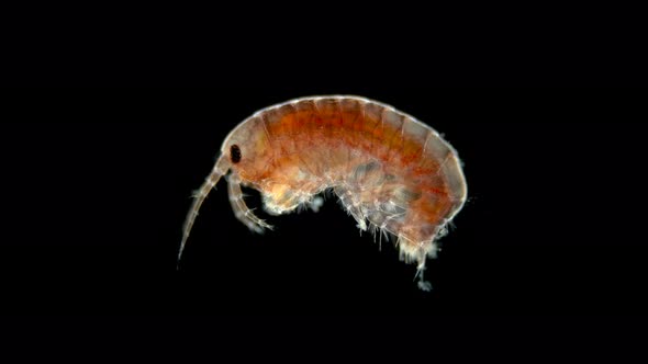 Amphipoda Under the Microscope, Gammaroidea Superfamily, Malacostraca Class