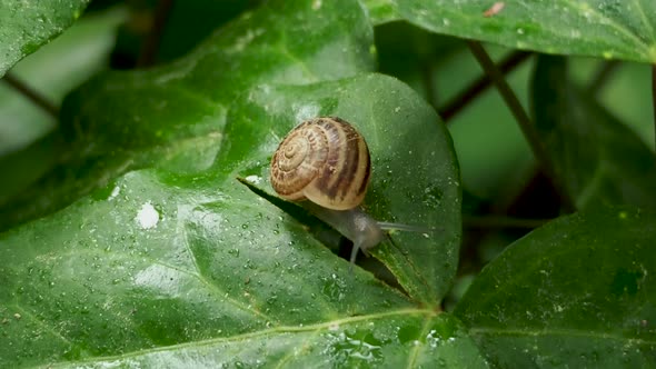 Snail Slowly Crawling on a Wet Green Leaf. Natural Background with Moving Insect.