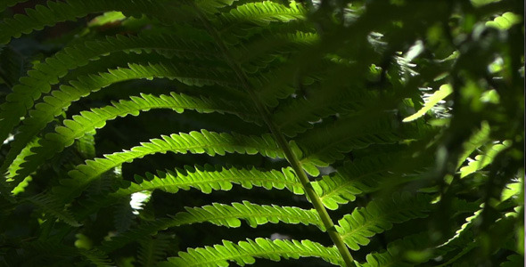 Fern In Forest - 04