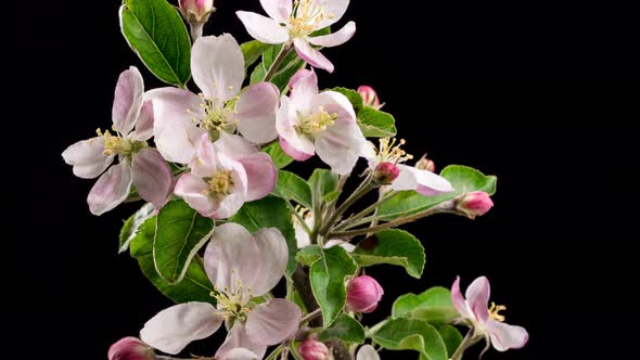 Fresh Isolated Fruit Flowers Blooming on Black Background on Apple Tree in Spring Time