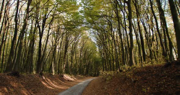 Beautiful Landscape of a Forest with Tree Tunnel Over a Path