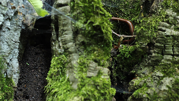 Millipede on Tree Moss