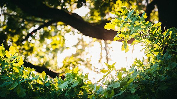 Oak Leaves On Blurred Background