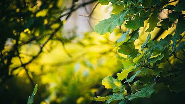 Oak Leaves on Blurred Background